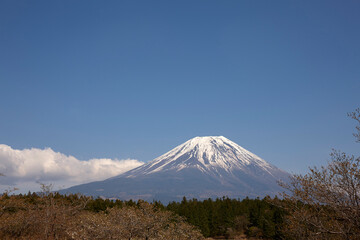Fototapeta premium 芝桜会場から見る富士山