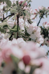 pink cherry blossoms