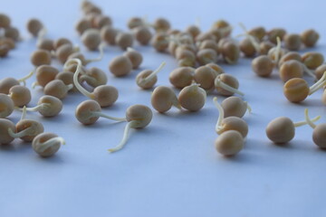 sprouted pea in white background.