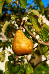 Ripe juicy pears on tree branch in garden.  