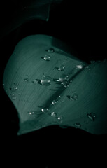 rain drops on a leaf