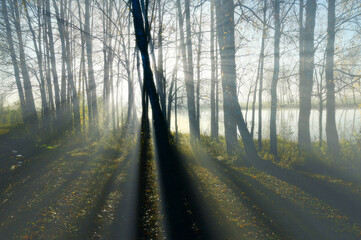 Obraz premium morning in the woods