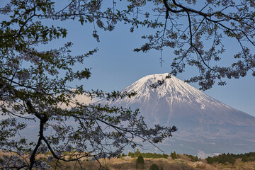 田貫湖からの富士山と桜