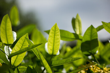 Green leaf of Small  Ixora flower