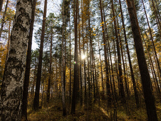 Horizontal photo of a group of white birch trees with yellow foliage and pines is against the blue sky background in the forest in autumn