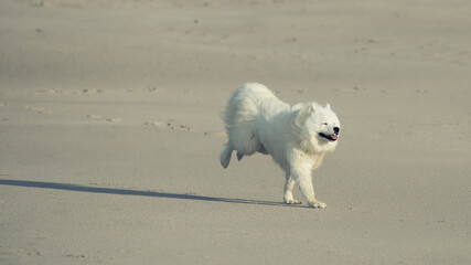 samoyed dog running on the beach