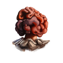 Gyromitra esculenta ascomycete fungus isolated. Gyromitra fruiting body, or mushroom, is an irregular brain-shaped cap. Digital art illustration, natural food, package label. Autumn harvest fungi.