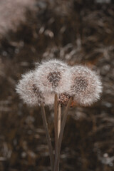 Obraz premium close up of dandelion