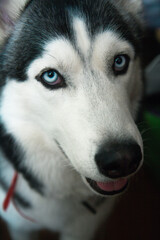 husky portrait