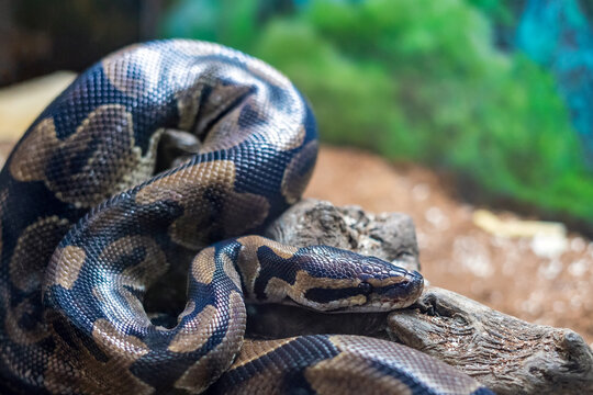 Royal python resting on a log in a terrarium