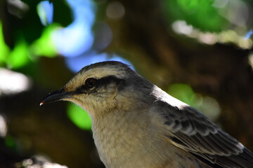 bird on a tree