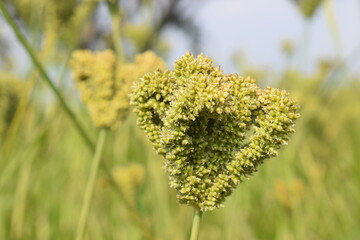 finger millet ( Raagi ) photo with blur background