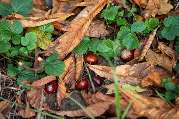 Horse chestnuts on the ground between autumn leaves