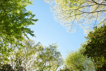 生駒山の新緑