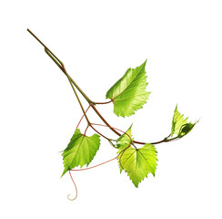 Fresh grapevine with leaves isolated on white
