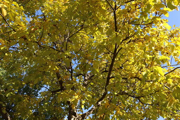 
yellow withered leaves and trees in the autumn season, landscape and background