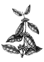 Hand sketched Coffee plant illustration with leaves and beans. Botanical drawing on white background. Hand drawn coffee tree branch in engraved style.