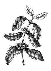 Hand sketched Coffee illustration with leaves and flowers. Botanical drawing of flowering plant on white background. Hand drawn coffee tree branch in engraved style.