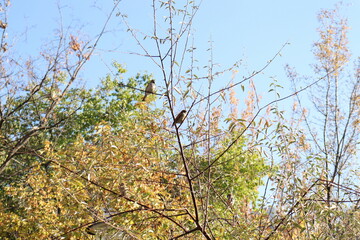 
Two sparrow birds on branches dressed in autumn colors, sky