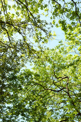 生駒山の新緑