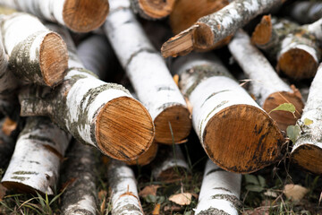 Firewood at the sawmill.  Forest birch.