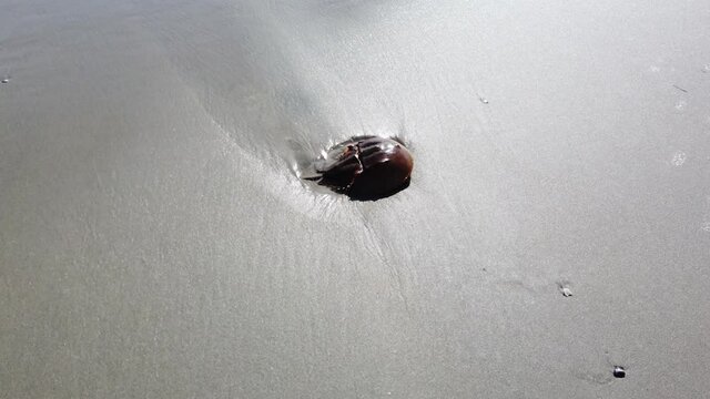 Pan view of an horseshoe crab  on wet sand in a puddle of water that has ripples due to the wind