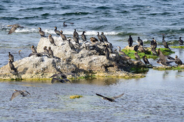 Kormorane an der Ostsee auf Öland	