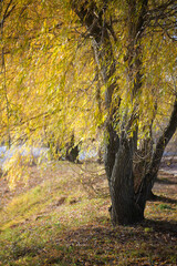 Yellowed old willow tree in autumn park