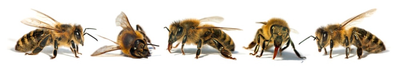 five bees or honeybees in Latin Apis Mellifera