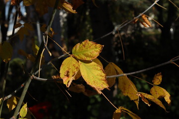 
yellow withered leaves and trees in the autumn season, landscape and background