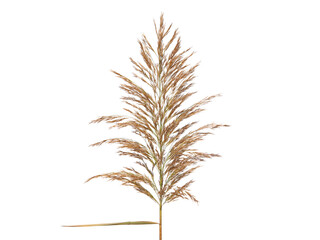 Ear of reed plant isolated on white background. Phragmites australis