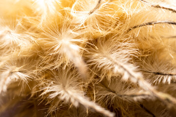 Fluffy part of the clematis flower, similar to white feathers, macro photo