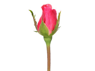 Pink rosebud isolated on white  - obrazy, fototapety, plakaty