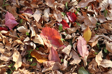 
background of yellowed and dried ground leaves in the autumn season