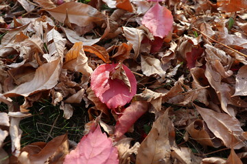 
background of yellowed and dried ground leaves in the autumn season