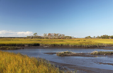 marshes of north Florida