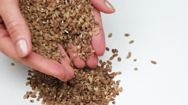 Female hands close-up holding a handful of red rice. Rice slowly falls on the white background. Production of natural, environmentally friendly products. Healthy diet.