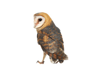 Beautiful common barn owl on white background