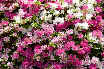 鳴川園地,つつじ園