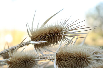 natural prairie seed, spiked yellow,