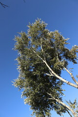 
yellow withered leaves and trees in the autumn season, landscape and background