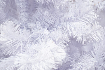 Christmas decorative background of white spruce branches