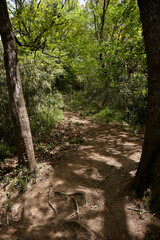 生駒山の新緑と登山道