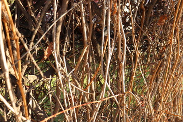 there are dry branches with brown background, it is natural,arid