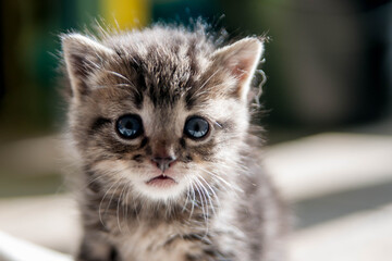 chaton tigré