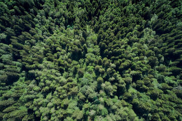 Green mountain forest in the fog. Evergreen spruce and pine trees on the slopes. Nature painting. Plantation of spruce trees.