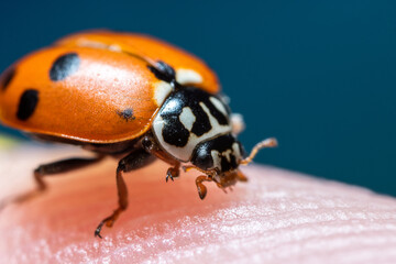 Ladybug sits on your hand and dries out of the water under the sun. macro.