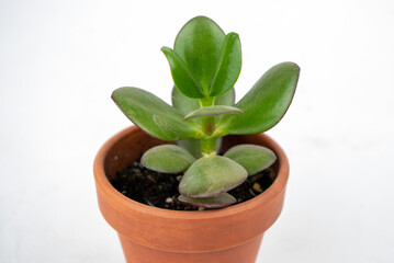Small pot with crassula or money tree. Plants indoor at home