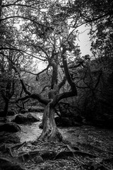 Black and white image of a gnarled tree in Cornish woodland