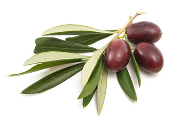 Fresh olive sprig